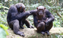 Im Taï-Nationalpark an der Elfenbeinküste stellt der Milzbrand-Erreger Bacillus cereus biovar anthracis eine ernstzunehmende Gefahr für Schimpansen und andere Wildtiere dar.