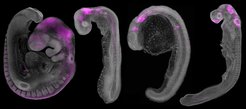 Vier Stadien der Embryonalentwicklung in Graustufen, mit violett hervorgehobenen Bereichen, die auf spezifische Entwicklungsmerkmale hinweisen. Die Embryonen sind unterschiedlich weit entwickelt und zeigen verschiedene Organstrukturen.