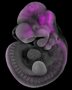 Detailaufnahme eines Embryos mit violett gefärbten Bereichen, die spezifische Zellstrukturen auf einem schwarzen Hintergrund betonen.